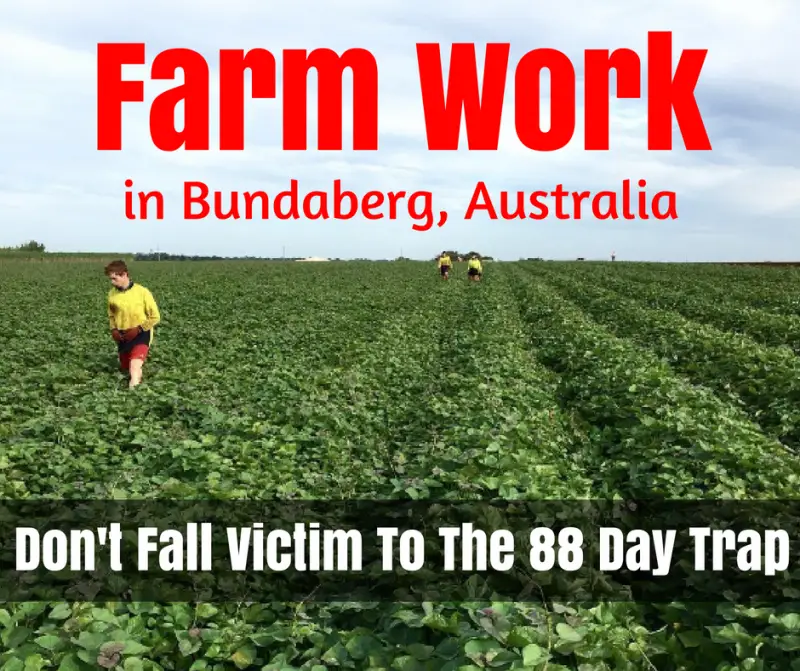 Farm Work In Bundaberg My Experience How To Fix The Industry