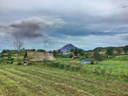 Ketambe: Trekking For Orangutans Within The Labyrinth